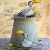 African Hornbill Painted