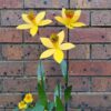 Daffodils recycled metal