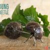 recycled metal dung beetle