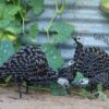 recycled metal guinea fowl