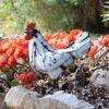 recycled metal hen