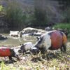 recycled metal hippos