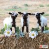 recycled metal sheep