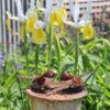 recycled metal sparrow