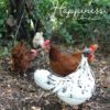 recycled metal hen