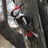 recycled metal woodpecker